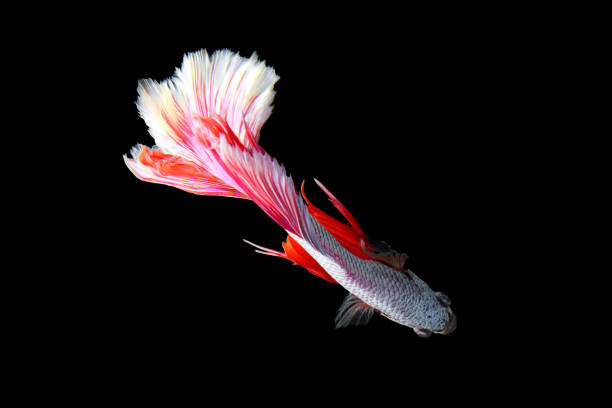 istock Red - white betta fish, siamese fighting fish betta isolated on black 912812540