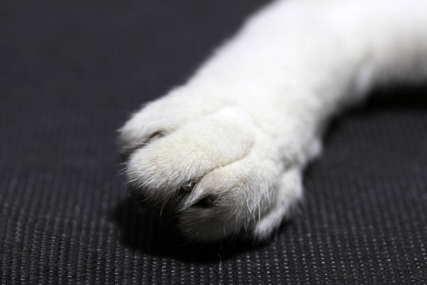 istock Foot of white cat on black background floor. 912812998