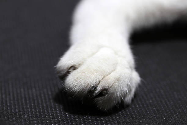 istock Foot of white cat on black background floor. 912813044