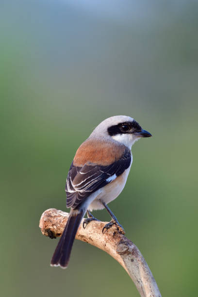 istock Bay-backed Shrike (Lanius vittatus) beautiful brown back grey head and white belly bird, perching on wood stick over fine blur background 912815744