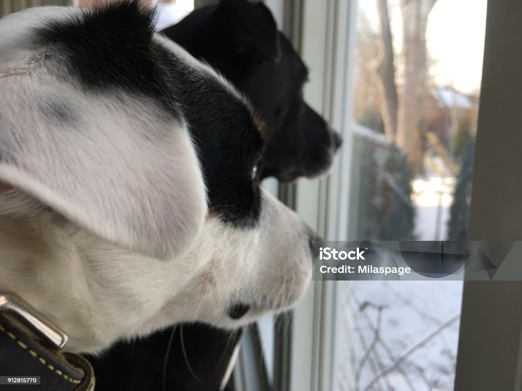 Pet selfie two cute dog friends looking out window conceptual friendship BFF’s and togetherness photography Closeup of cute dog BFF pet selfie looking out window together on a winter day conceptual photography Dog Stock Photo