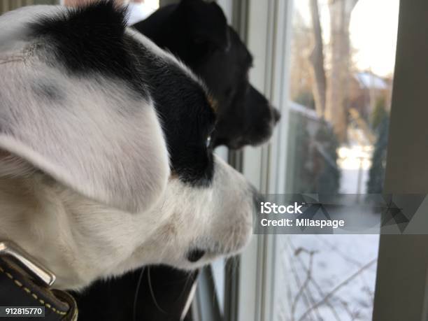 Pet Selfie Two Cute Dog Friends Looking Out Window Conceptual Friendship Bffs And Togetherness Photography Stock Photo - Download Image Now