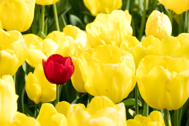 istock Red tulip on yellow tulip flower background (Concept of variation, different, leadership) 912815774