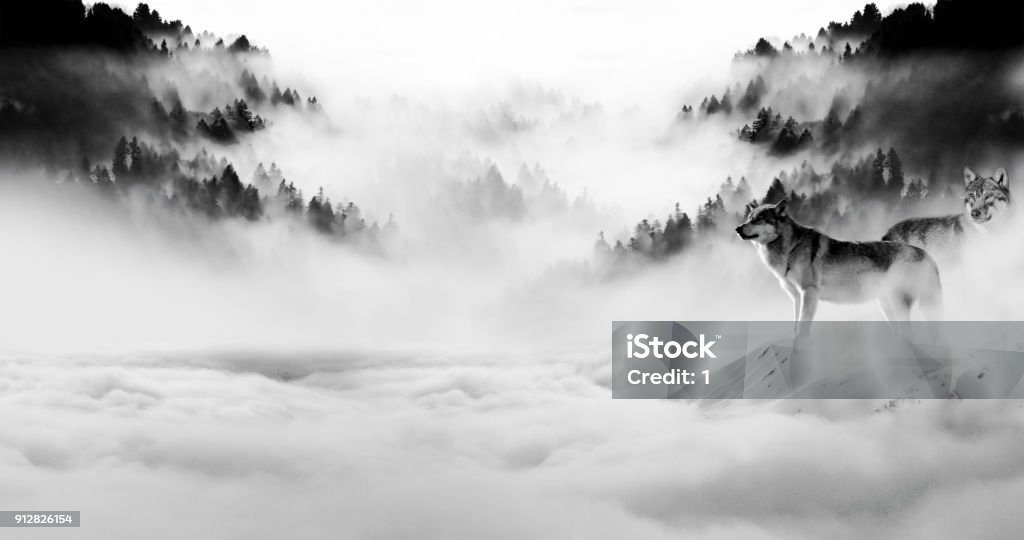 Two Wolves Stand Out As Night Fell And The Fog Rolled Into The Darkness  Stock Photo - Download Image Now - iStock