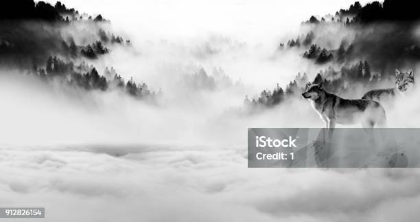 Two Wolves Stand Out As Night Fell And The Fog Rolled Into The Darkness Stock Photo - Download Image Now