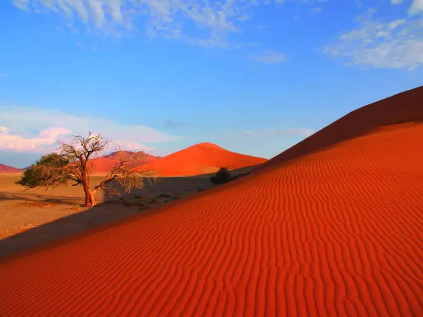 Red Sand Dunes, Sand Desert, Coast Desert, Shifting Dunes, Highest Sand Dunes, Wavy Sand Structure, Acacia Trees, Withered Trees, Sossusvlei, Namib Naukluft National Park, UNESCO World Nature Heritage, Dunes Ascensions, Jeep Tours
