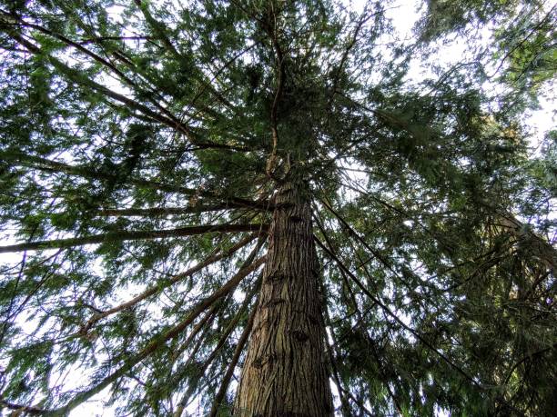 istock View from Under Pine Tree Looking Up in Canada 912826648