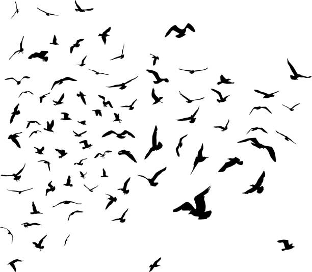 istock Seagulls black silhouette on isolated white background. Vector 912826682