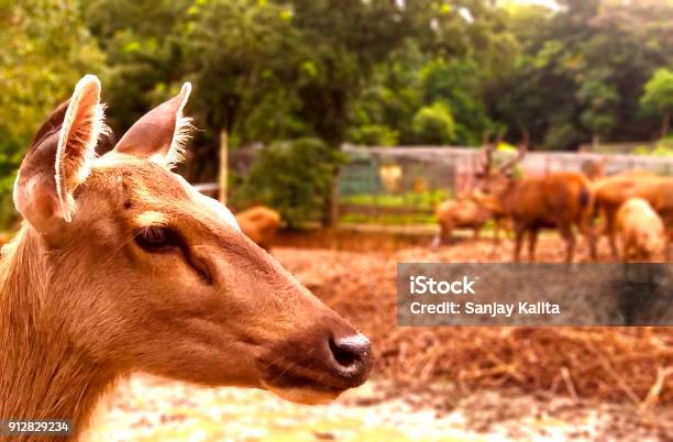 Swamp Deer Stock Photo - Download Image Now - Animal, Animal Wildlife,  Animals In The Wild - iStock