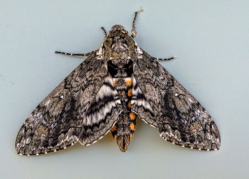 Tobacco Sphinx or Hawkmoth Manduca quinquemaculata adult closeup. The adult of the tomato hornworm is the five-spotted hawk moth.