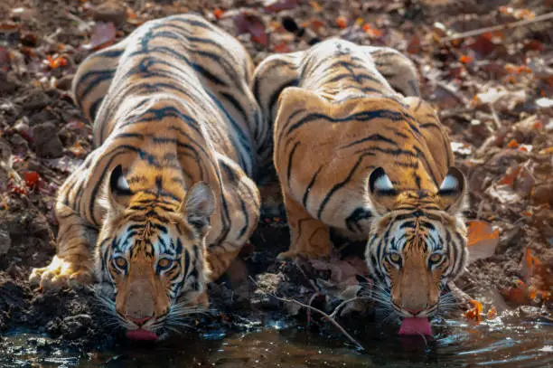 Photo of Two Sunadult Tigers drinking water at Tadoba Andhari tiger Reserve