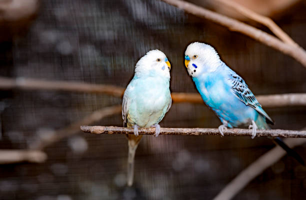 istock White and blue Budgerigar, budgies in the cage 912837476