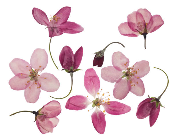 istock Pressed and dried flowers of apple, isolated on white 912840958