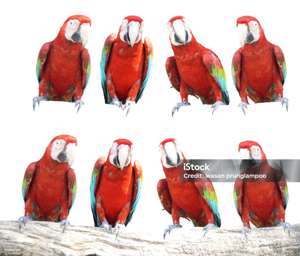 Macaws bird isolated on white background with clipping path. Animal Stock Photo