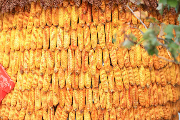The dried corn mature in the farmyard
