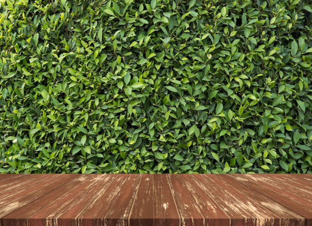 istock wood floor and leaves wall 912842054