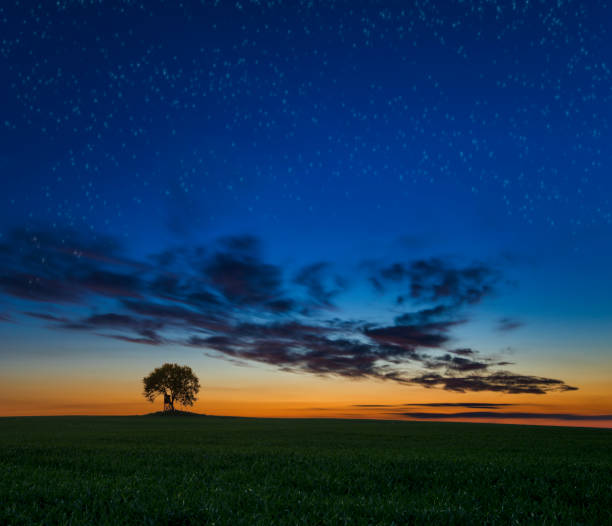 istock lonely tree in the field,lonely tree on the field in the background evening, starry sky 912842794