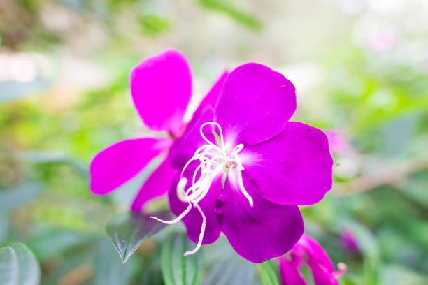 Five Petal purple Flower. Purple Wild Flowers.