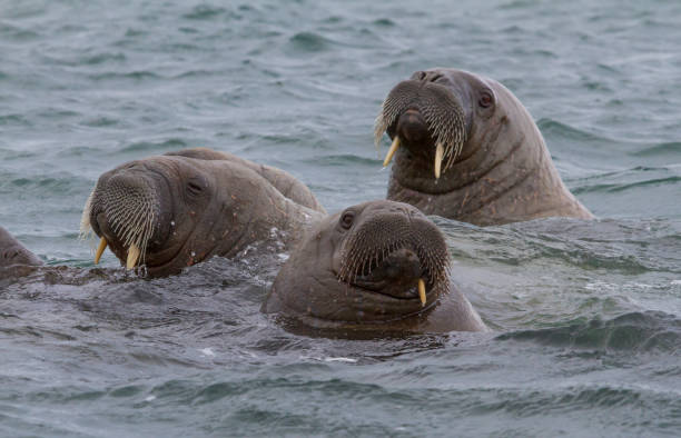 istock walruses in a water in Svalbard 912849544