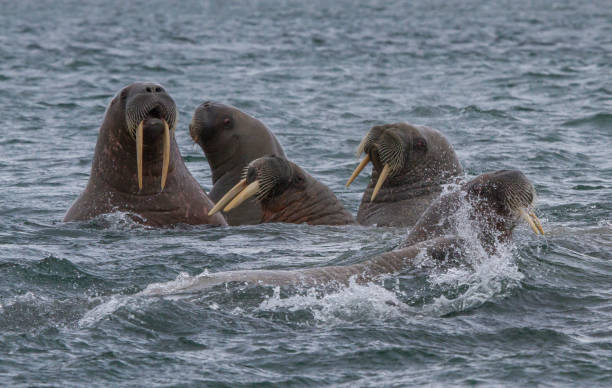 istock walruses in a water in Svalbard 912849546