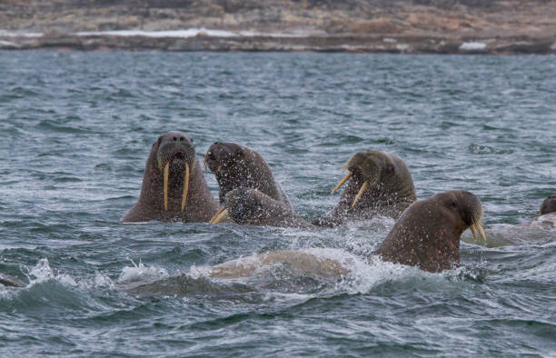istock walruses in a water in Svalbard 912849548