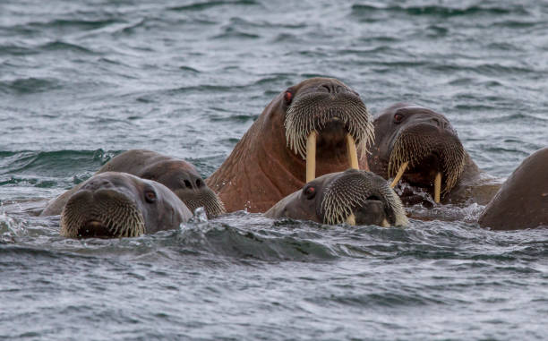 istock walruses in a water in Svalbard 912849554