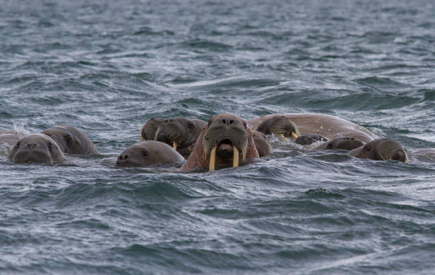 istock walruses in a water in Svalbard 912849560