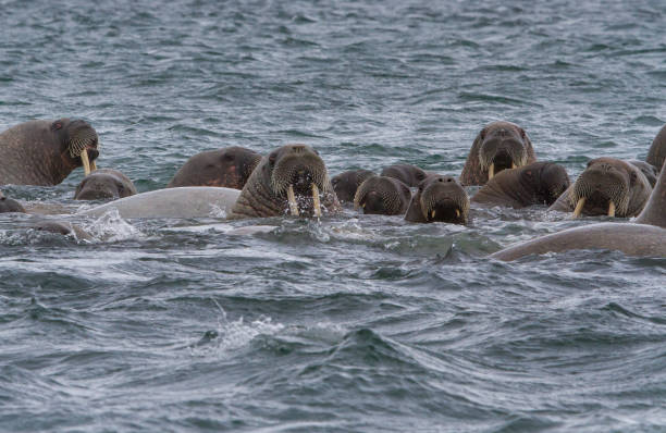 istock walruses in a water in Svalbard 912849564