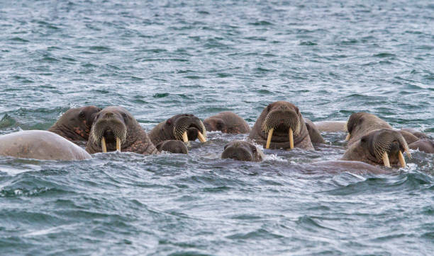 istock walruses in a water in Svalbard 912849568