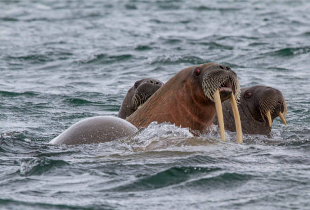 istock walruses in a water in Svalbard 912849578