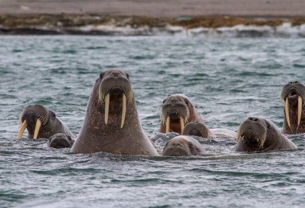 istock walruses in a water in Svalbard 912849582