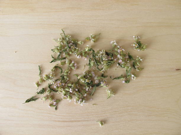 istock Dried yarrow herbs, Achillea millefolium 912855098