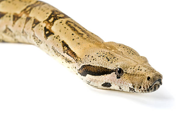 jibóia - snake boa python boa constrictor - fotografias e filmes do acervo
