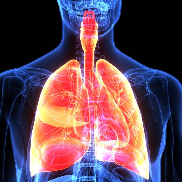 istock 3d illustration of human body organ (lungs anatomy) 912857614