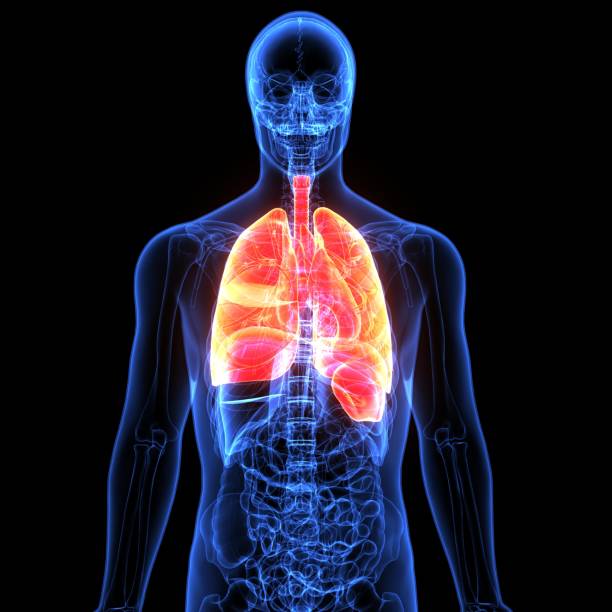 istock 3d illustration of human body organ (lungs anatomy) 912857890