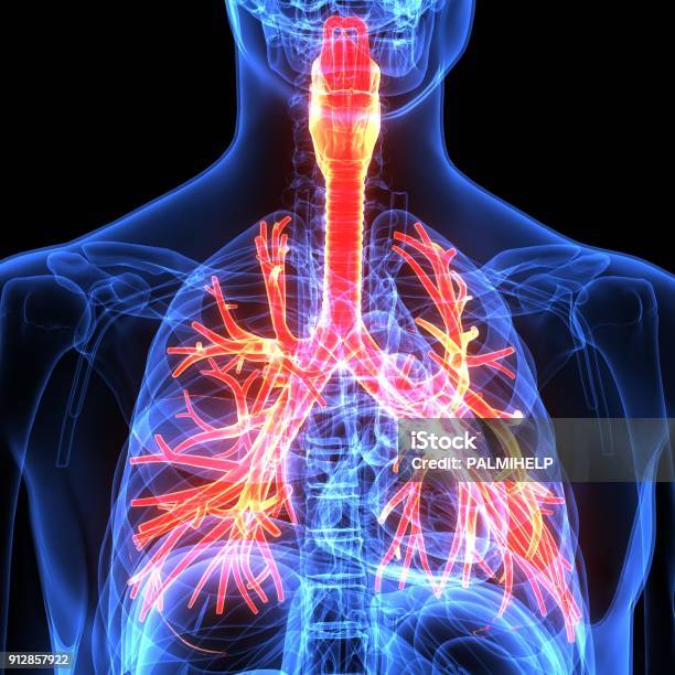 3d Illustration Human Body Respiratory Systemhuman Body Part Stock Photo - Download Image Now
