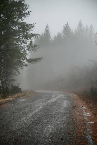 istock Narrow Winding Road Through The Forest 912858012
