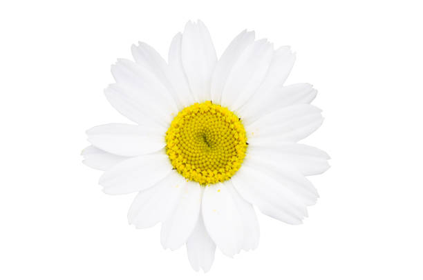 istock White daisy in blooming isolated backgrounds with clipping path 912859522