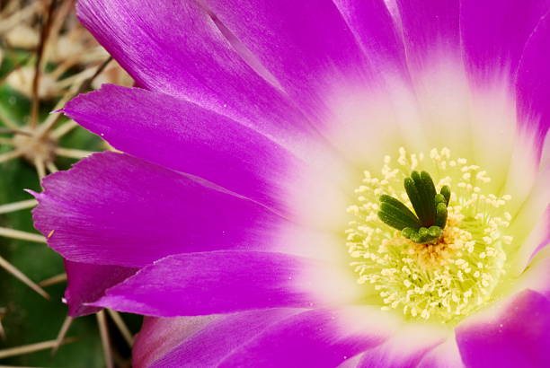 magenta echinocereus cactos flor - single flower flower cactus hedgehog cactus imagens e fotografias de stock