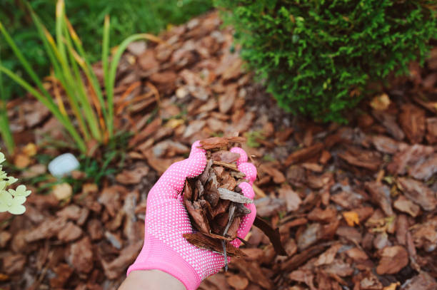 istock mulching garden beds with pine bark pieces 912862566