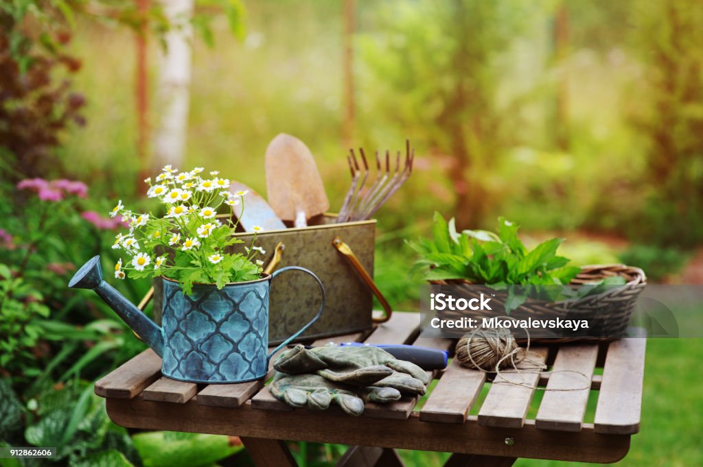 garden work still life in summer. Camomile flowers, gloves and toold on wooden table outdoor in sunny day with flowers blooming on background. June Stock Photo