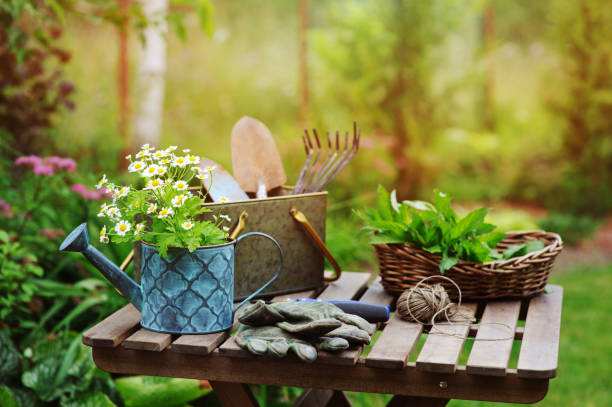 garden work still life in summer. Camomile flowers, gloves and toold on wooden table outdoor in sunny day with flowers blooming on background. garden work still life in summer. Camomile flowers, gloves and toold on wooden table outdoor in sunny day with flowers blooming on background. june stock pictures, royalty-free photos & images