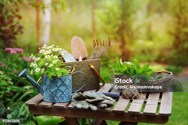 Garden Work Still Life In Summer Camomile Flowers Gloves And Toold On Wooden Table Outdoor In Sunny Day With Flowers Blooming On Background Stock Photo - Download Image Now