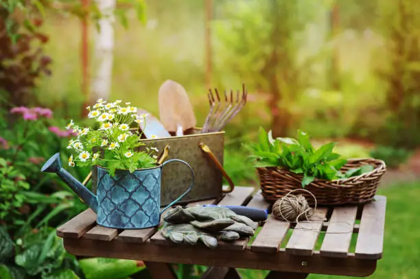 garden work still life in summer. Camomile flowers, gloves and toold on wooden table outdoor in sunny day with flowers blooming on background.