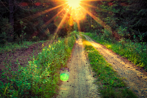 Bright sunrise with vivid sunbeams over forest path. Green forest in the spring morning. Natural nature background