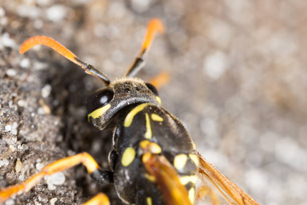 istock Wasp on frozen ground in winter 912866444