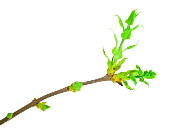 istock Close up of young tree branch on a white background 912867376