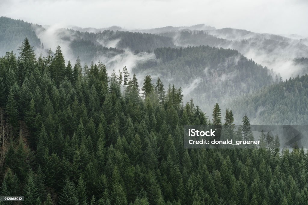 Misty Conifer Forest Vista Douglas Fir forests over a mountain range vista interspersed with fog Forest Stock Photo