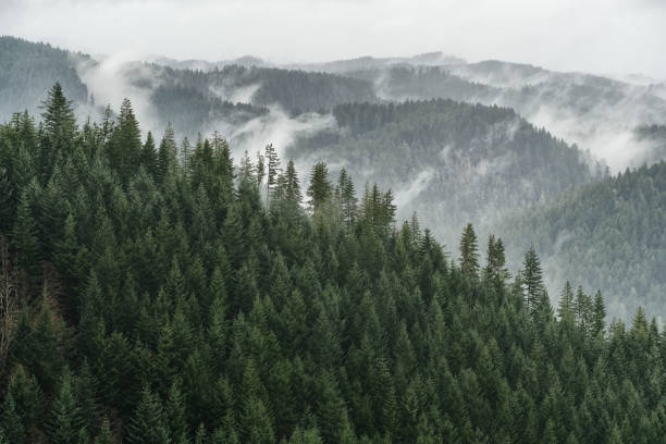 Misty Conifer Forest Vista Douglas Fir forests over a mountain range vista interspersed with fog northwest stock pictures, royalty-free photos & images