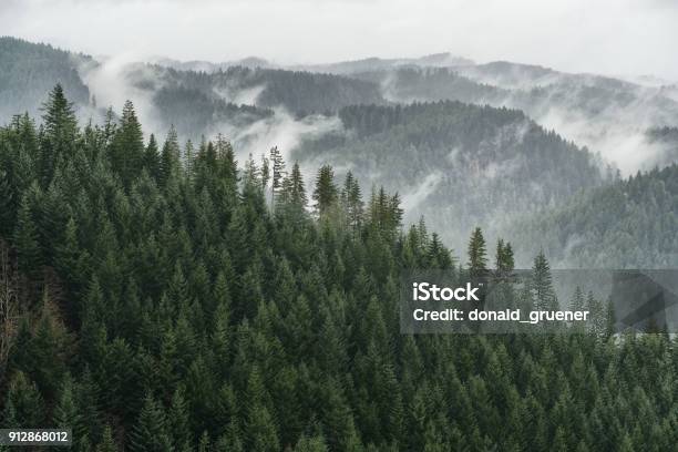Misty Conifer Forest Vista Stock Photo - Download Image Now - Forest, Oregon - US State, Pacific Northwest